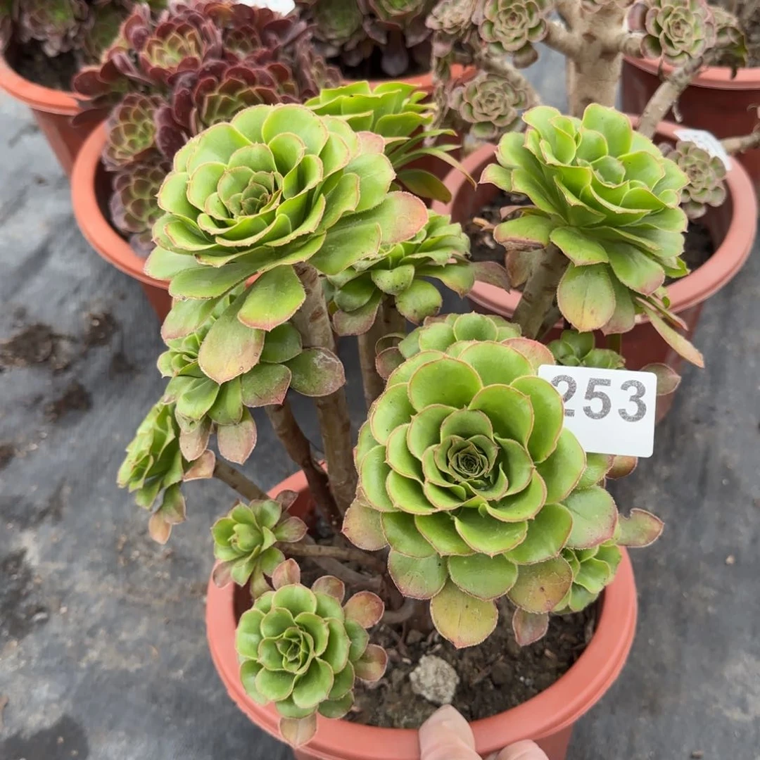 253多肉植物君美丽