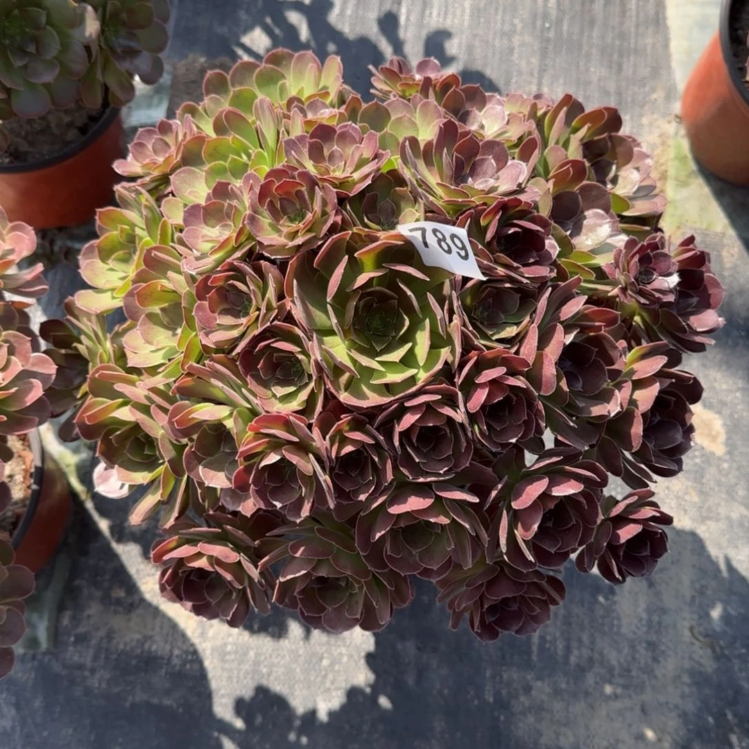 丽*?789多肉植物荷兰