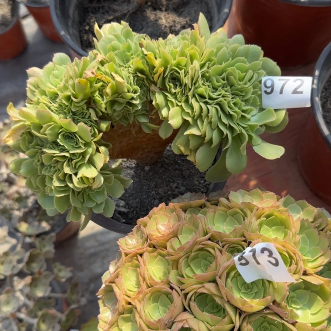 泽**馨972多肉植物绿缀