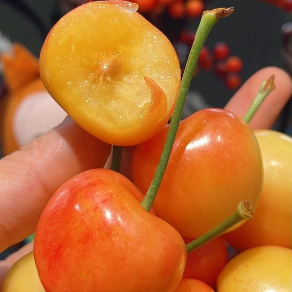 【北纬38度】大连露天佳红/中国红黄樱桃脆甜爽口新鲜顺丰空运包邮