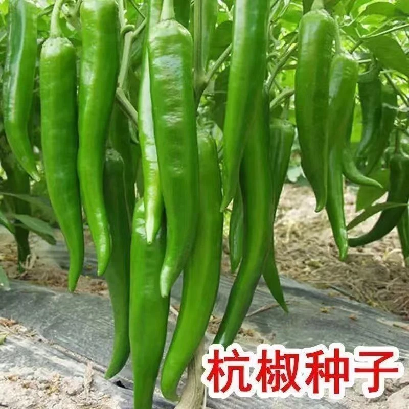 【春播特惠】【香辣杭椒】新品香辣杭椒种子薄皮辣椒种子杭