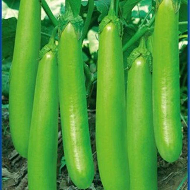 【春播特惠】【绿丰长茄】绿丰长茄种子高产四季水果青茄子