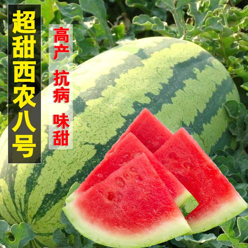 【春播特惠】【西农八号】西农八号西瓜种子高产巨型少籽