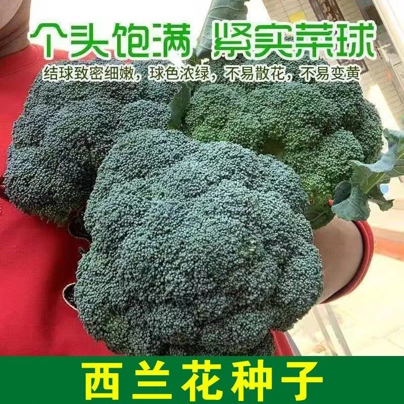 【春播特惠】【西兰花】西兰花种籽春秋季花椰菜蔬菜高产