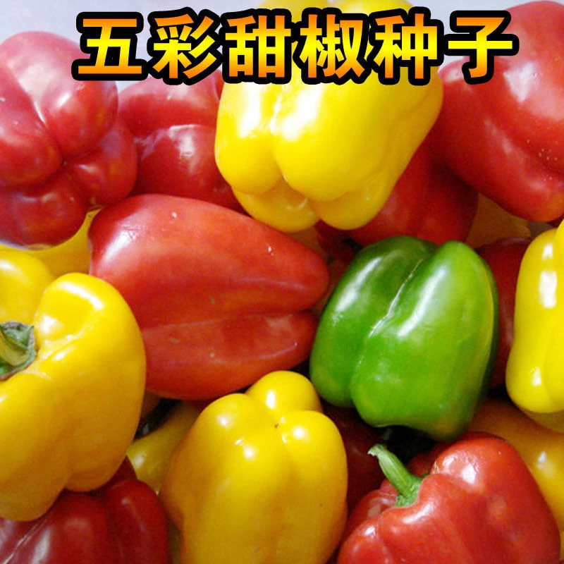 【春播特惠】【五彩甜椒】辣椒种子七彩椒五彩甜椒五彩甜椒