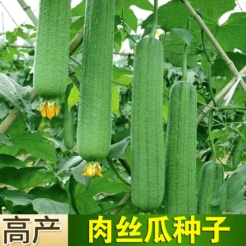 【春播特惠】【肉丝瓜】肉丝瓜种子早熟四季香丝瓜当季阳台