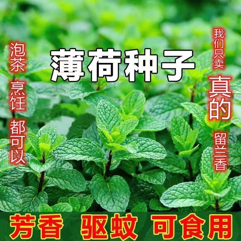 【春播特惠】【薄荷种子】薄荷可食用薄荷种子室内盆栽驱蚊