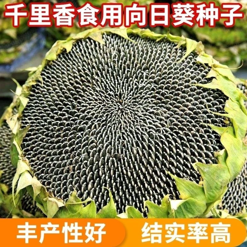 【春播特惠】【向日葵】向日葵瓜子种子千里香食用向日葵花