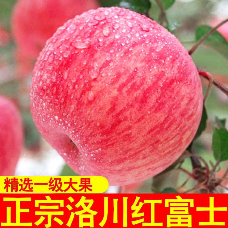 【2024年霜降新果】陕西洛川红富士苹果5斤/9斤装产地直发