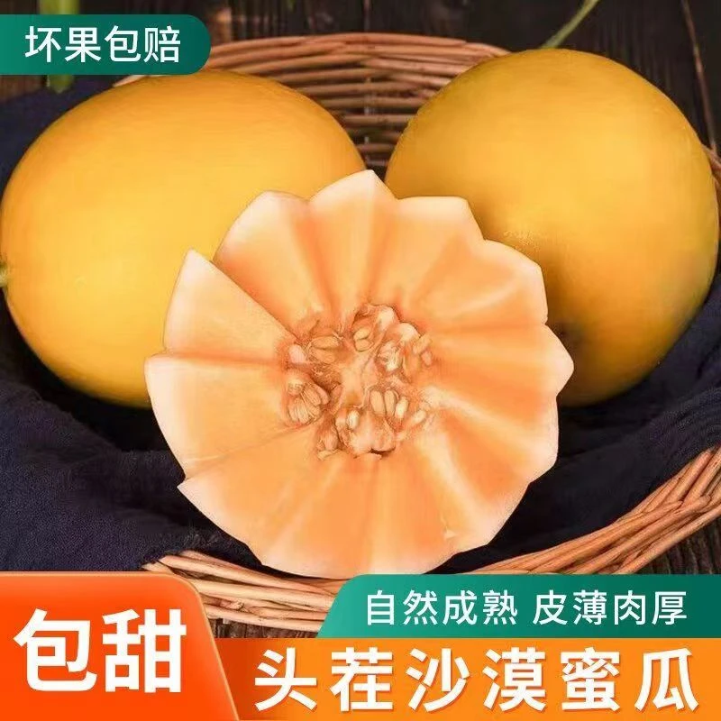 正宗头茬甘肃民勤产地现摘沙漠黄金蜜瓜新鲜金甜瓜香甜多汁水果