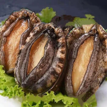 大连黄金三头鲍鱼