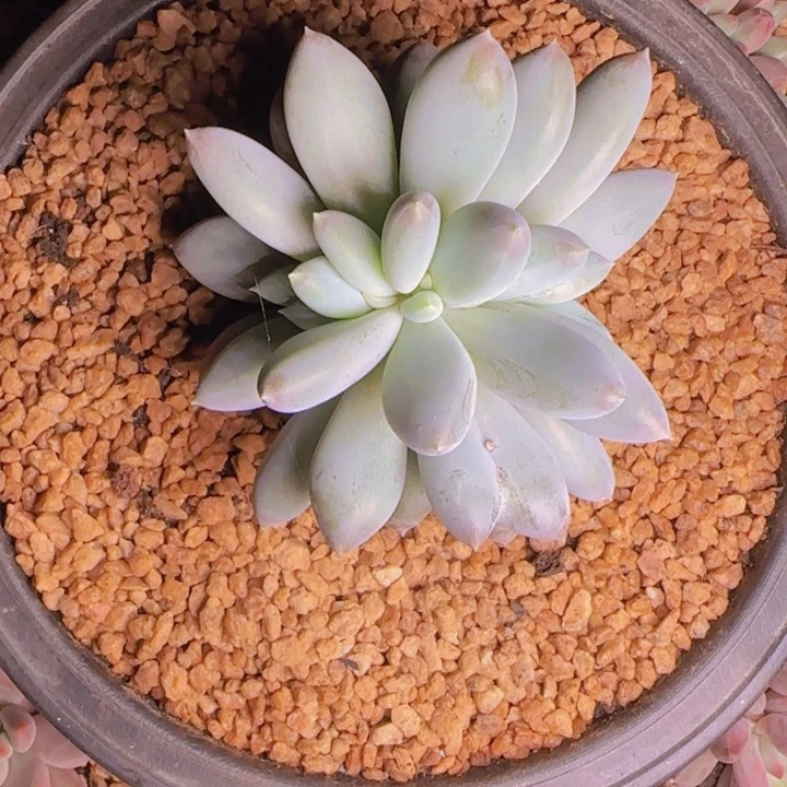 哥特缀福利111111111111