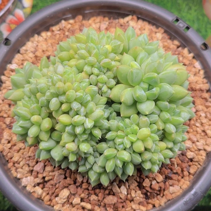 虫子寄养111111111111