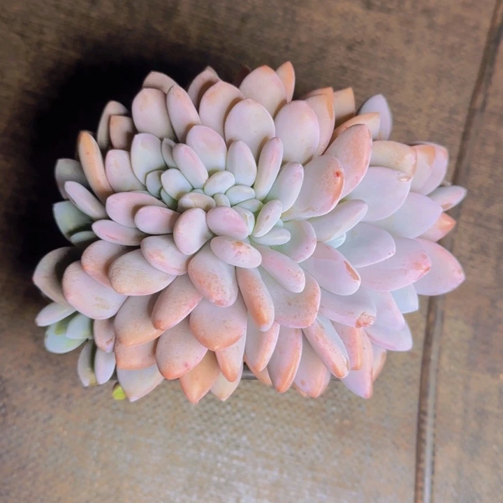 粉兔福利11111111111