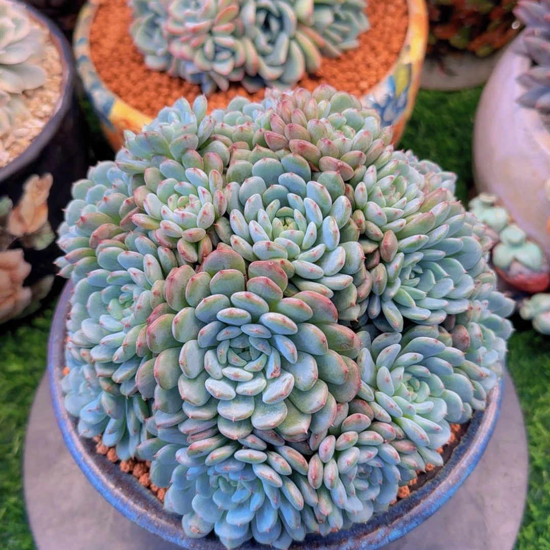 恒哥哥寄养111111111