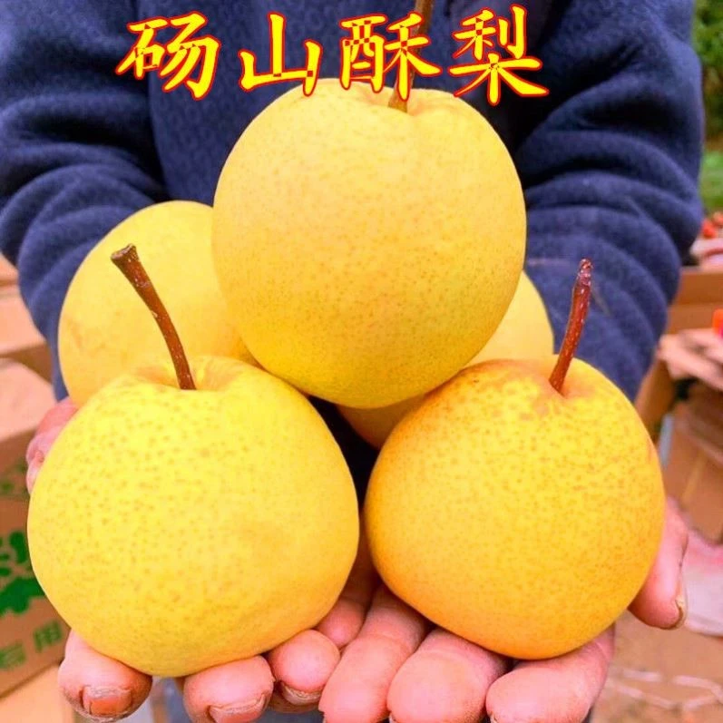 梨树嫁接苗 砀山白酥梨树苗 梨子树苗当年结果 南方北方种植果树