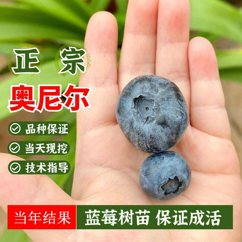 奥尼尔蓝莓苗室内阳台盆栽地栽南方北方种植蓝莓树果苗当年结果