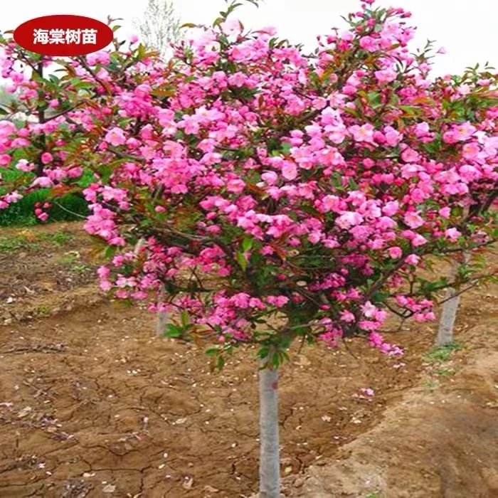 北美海棠西府海棠垂丝海棠花盆栽地载庭院栽种时间名贵海棠花树苗