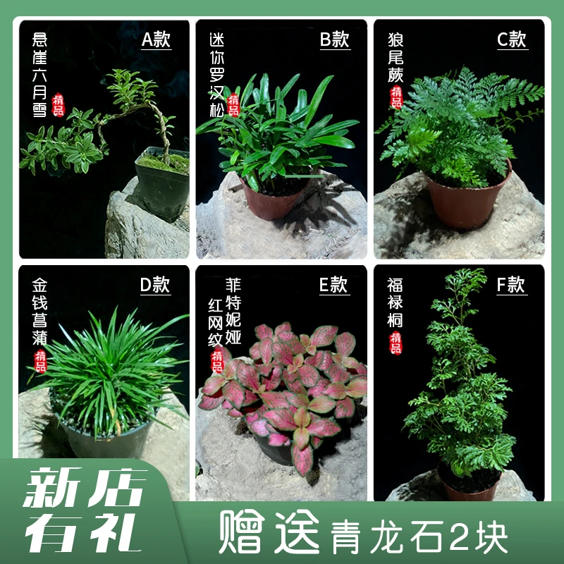 苔藓微景观水陆缸生态缸网纹草蕨类假山造景盆栽植物材料小老桩