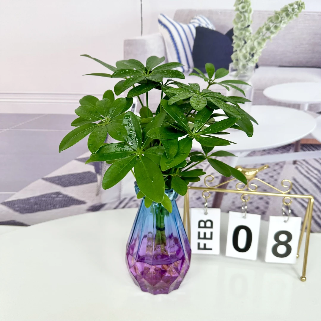 八方来财鸭脚木四季常青室内绿植盆栽花卉发财树苗七叶莲旺宅