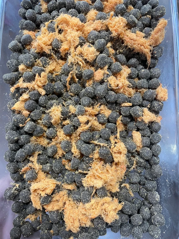 马苏博琳 肉粒儿鲜40斤装