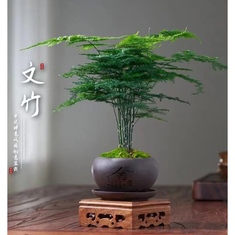 【精品】文竹盆栽植物室内净化空气办公室绿植花卉盆栽盆景小盆栽