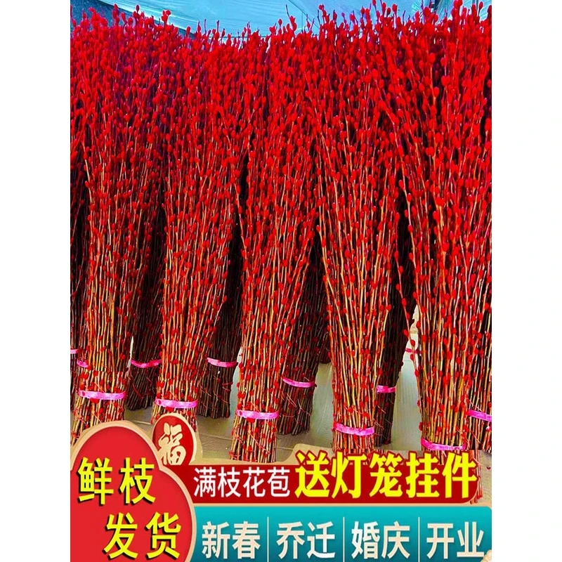 银柳真花鲜枝年宵花卉红色干花福桶银柳水培植物雪柳客厅室内装饰