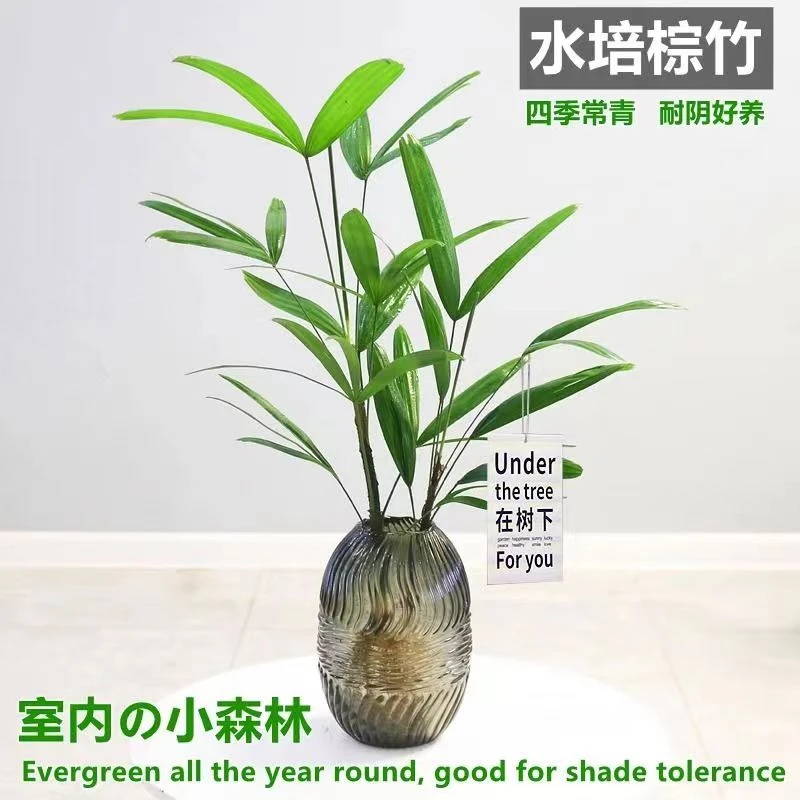 水培植物棕竹盆栽室内好养耐阴竹子四季富贵竹绿植花卉水养植物