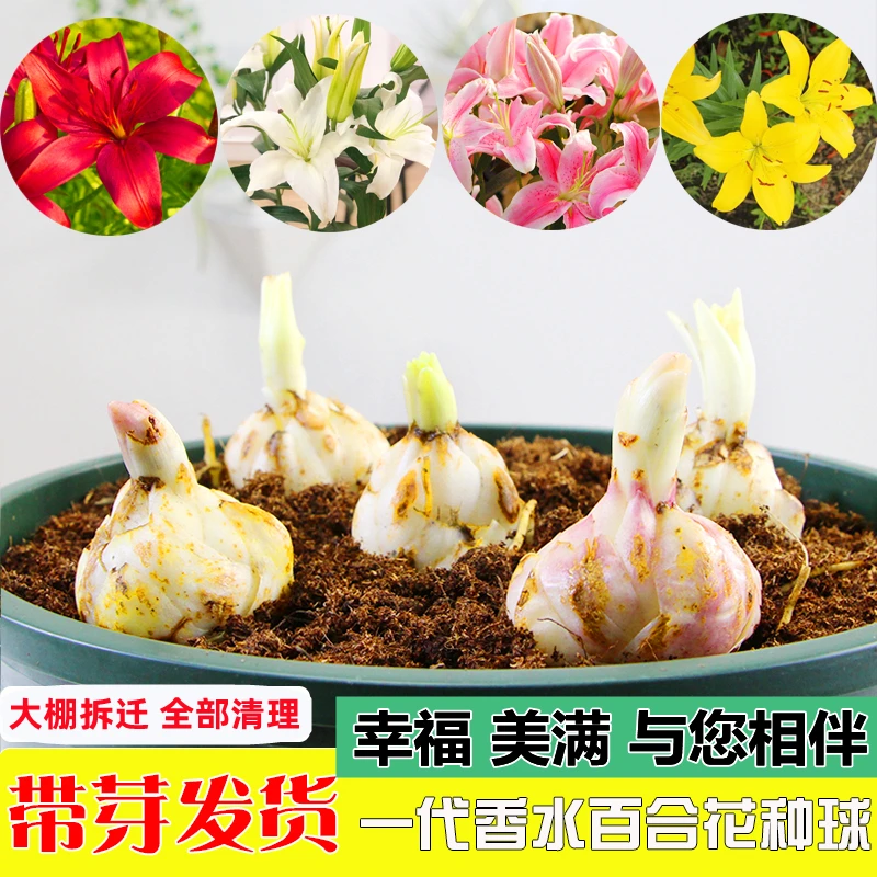重瓣香水百合花种球盆栽室内阳台四季开花多年生郁金香种球种子