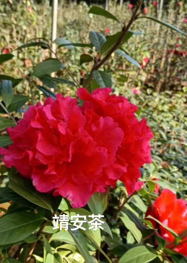 【仟心】2-8年精品云南山茶靖安茶壮苗易养护耐霜冻窗台客厅