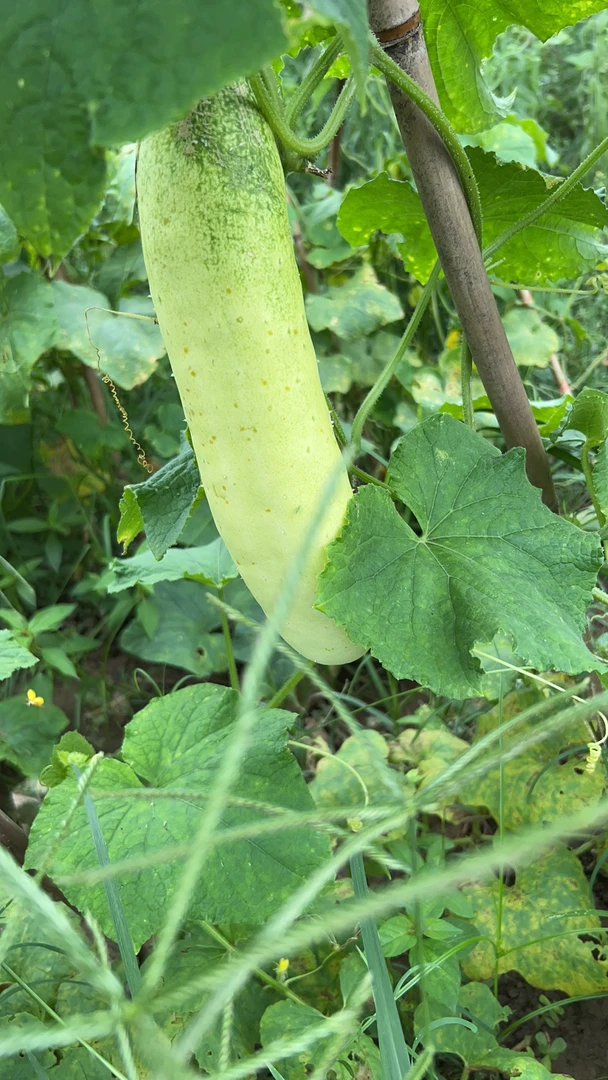 湖北荆州农场自种白皮黄瓜清脆爽口现摘现发