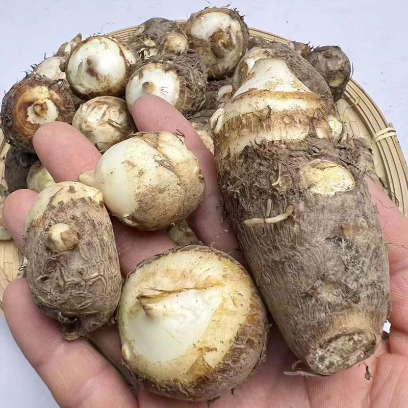 湖北荆州应季蔬菜农家自种露天毛芋头现挖现发粉糯3斤/5斤