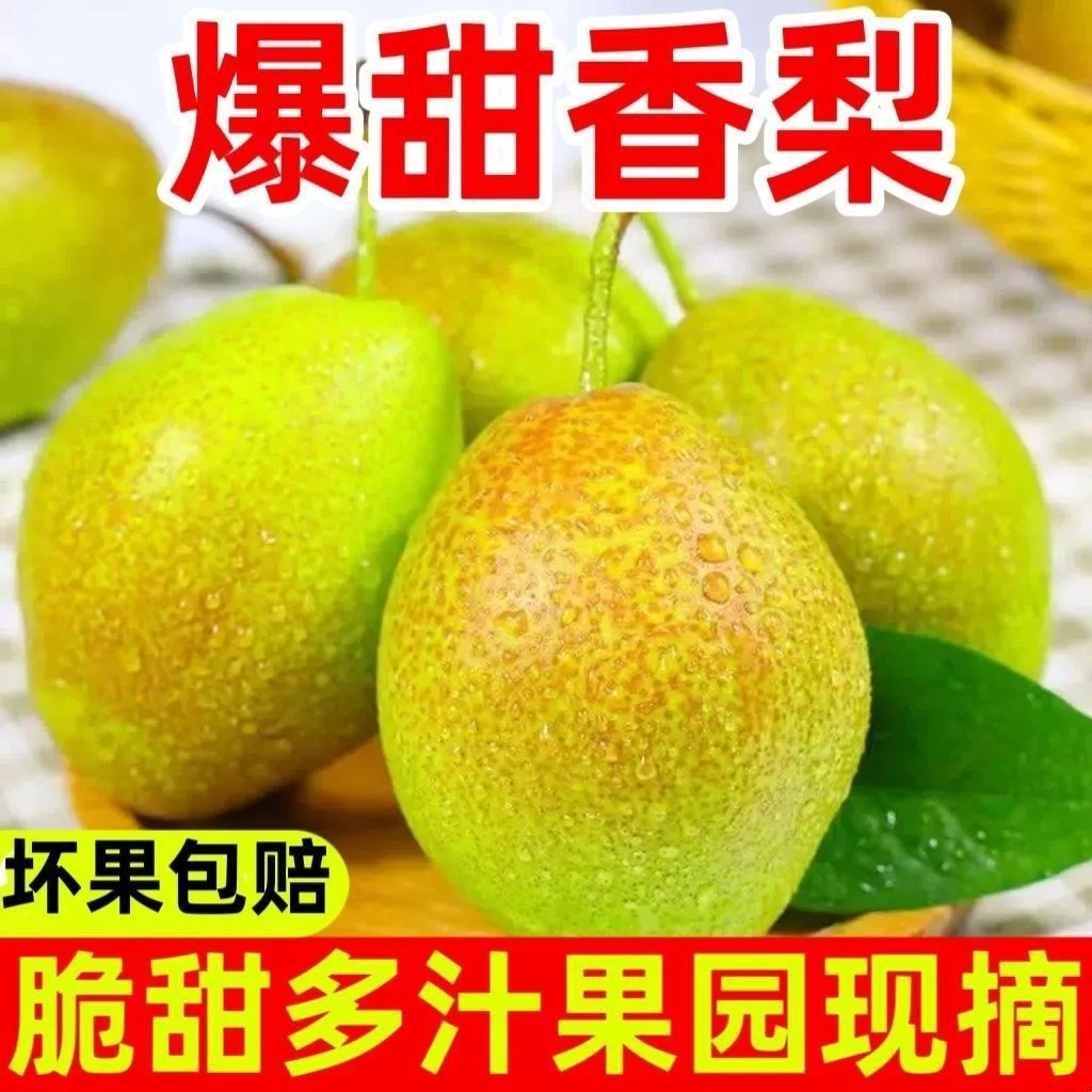 山西头茬现摘现发红香酥梨4.5斤脆甜多汁新鲜水果