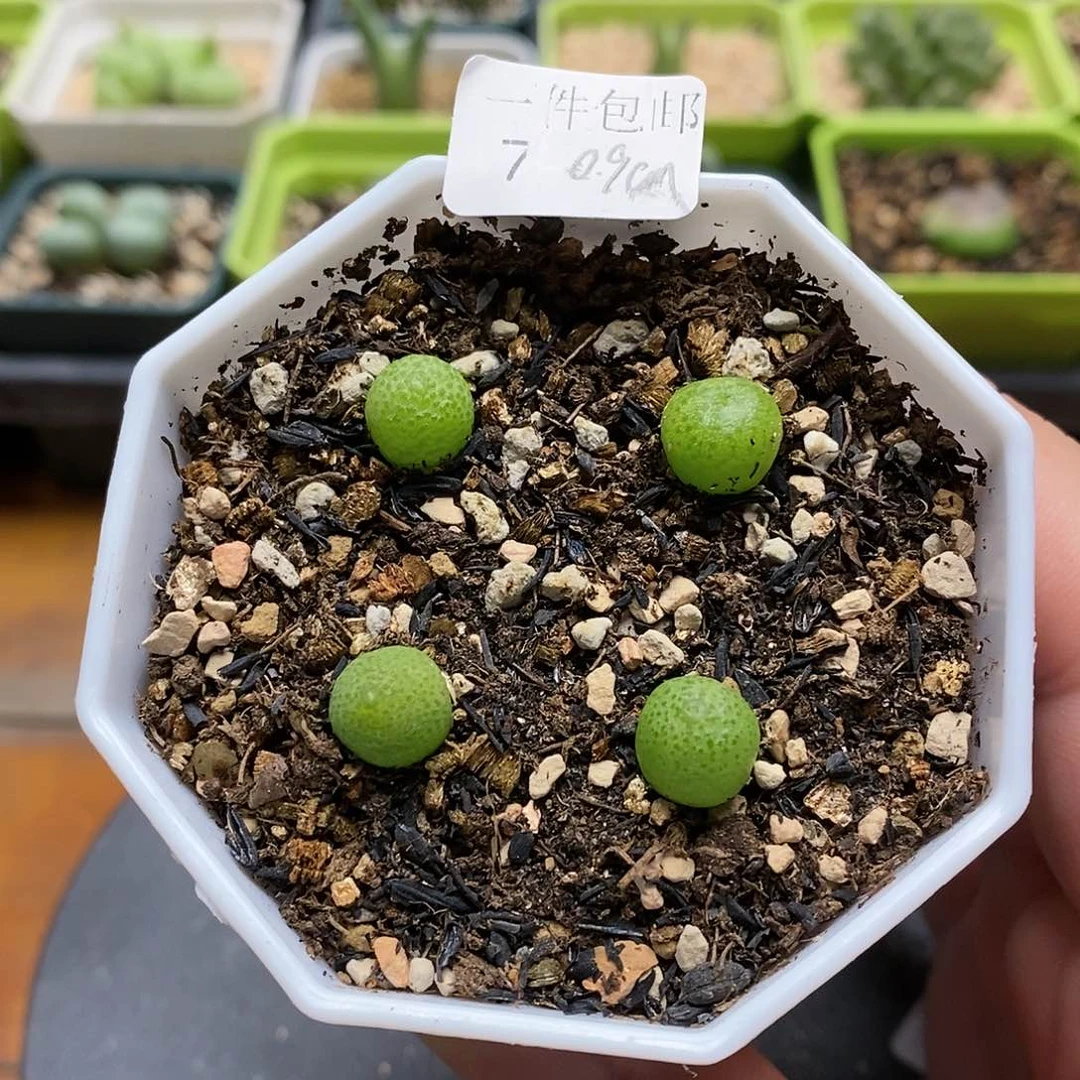 玉米7号多肉植物肉锥