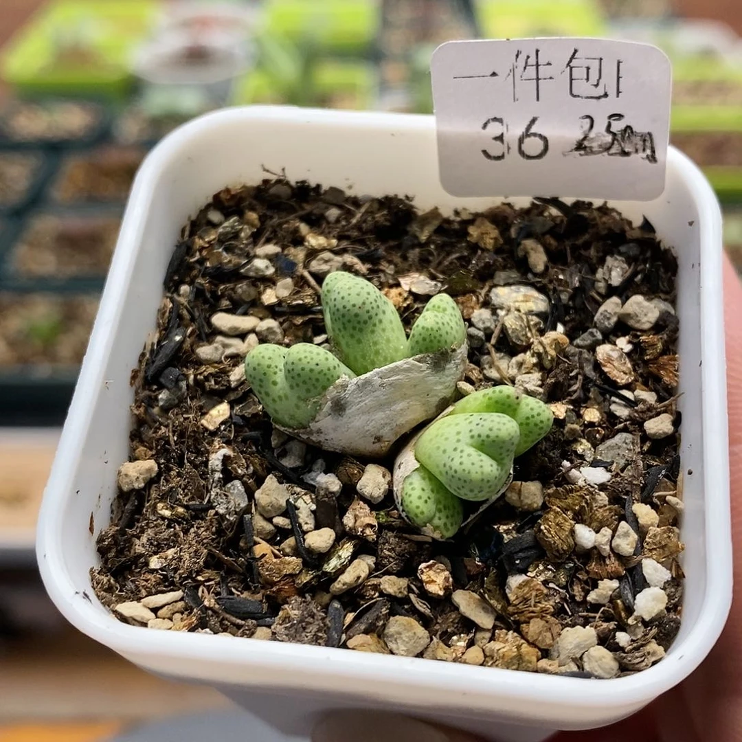 多肉植物龙猫斑马36号