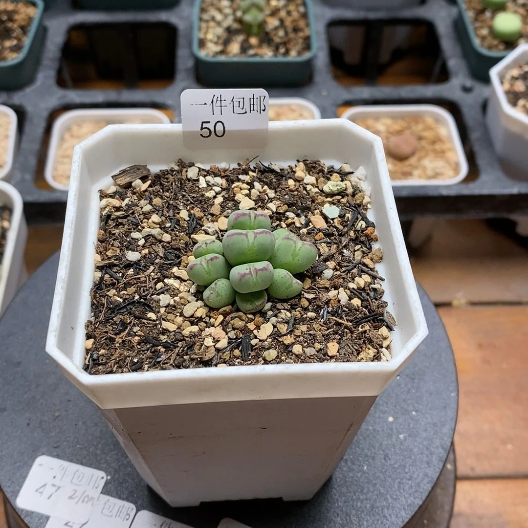 多肉植物杂交肉锥50号