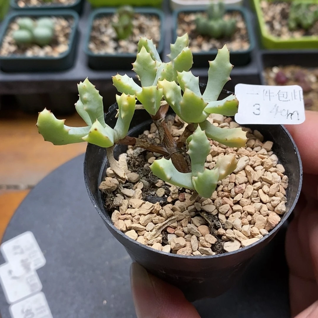 凤爪菊多肉植物4厘米