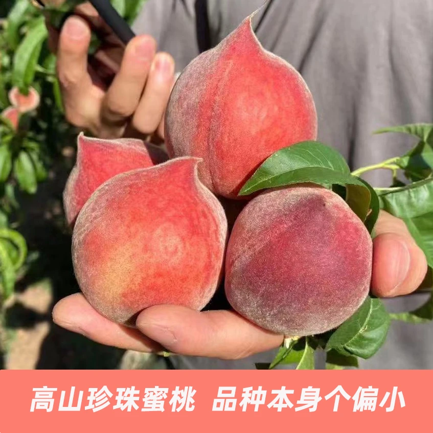 【顺丰】四川攀枝花高山珍珠蜜桃5斤水蜜桃孕妇水果新鲜水果