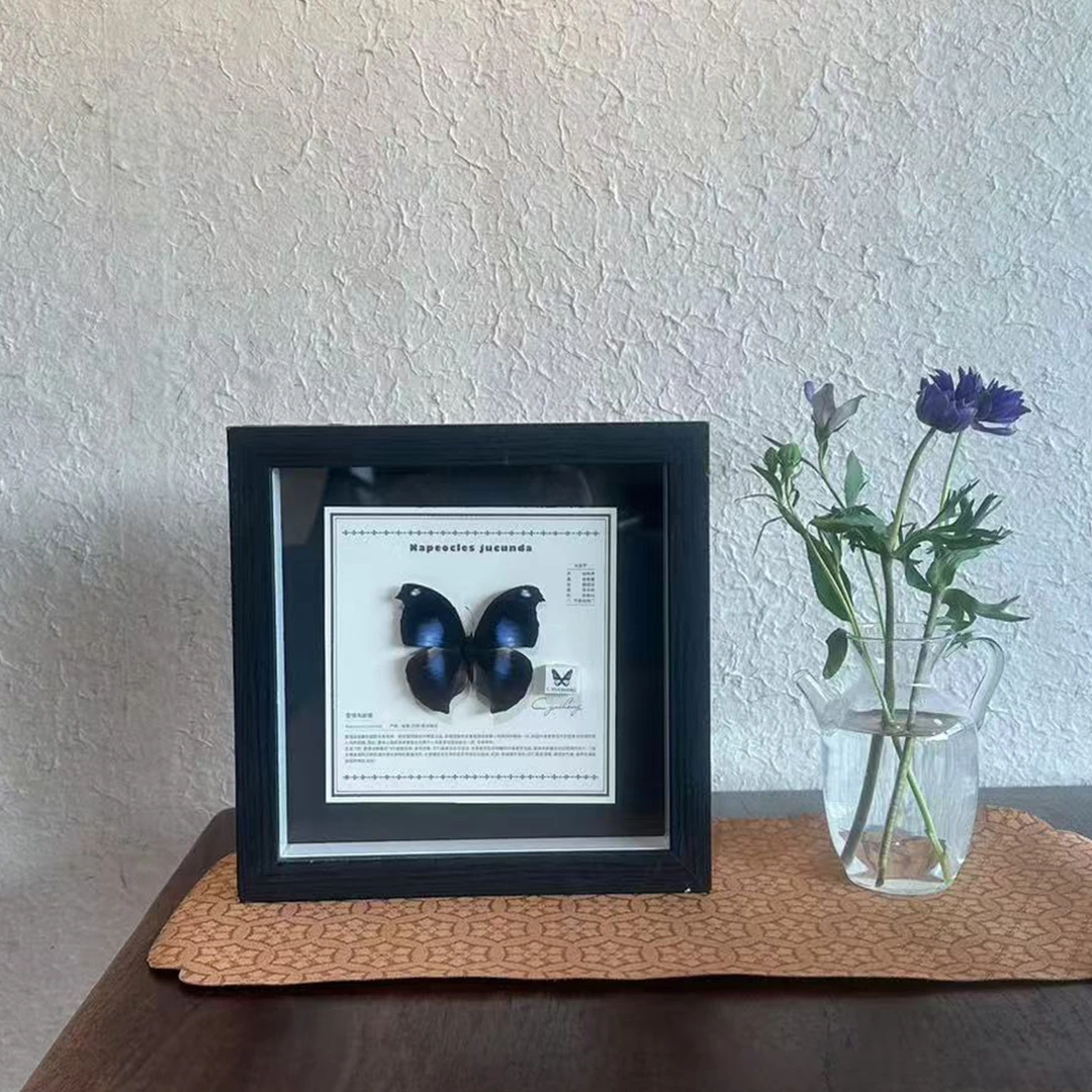 【爱情鸟蛱蝶】真蝴蝶标本送女友生日礼物艺术品节日礼物