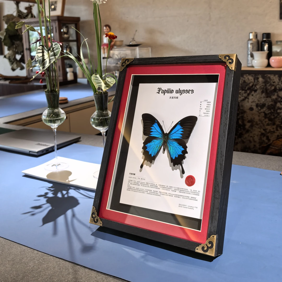 【天堂凤蝶】科普版真蝴蝶标本家居摆件送儿童送男女朋友生日礼物
