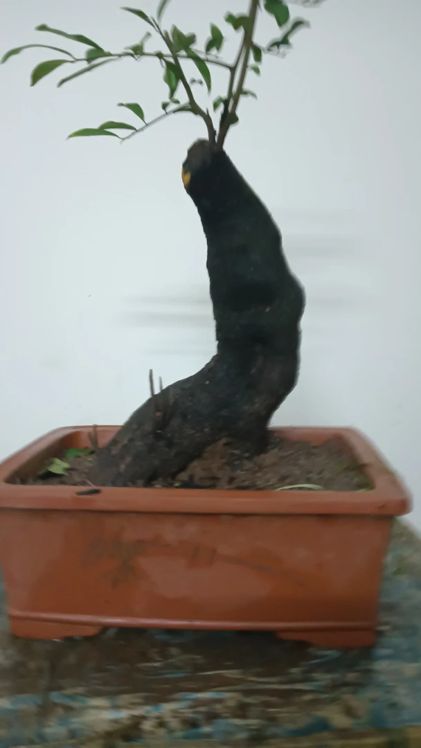 金弹熟柱盆景金弹子老桩金弹子一拍一物，以主播为准老桩正宗黄栌