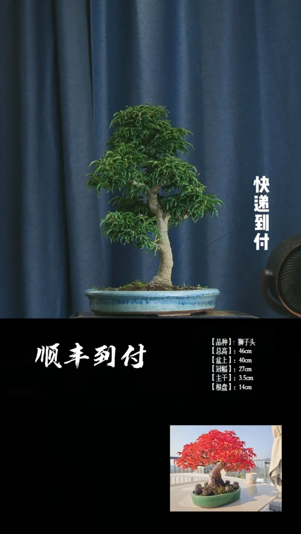 【闪购商品】1P181山红叶bubaoyou