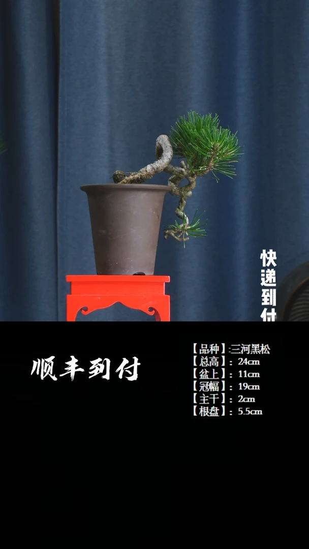 【闪购商品】1P322三河黑松buaboyou