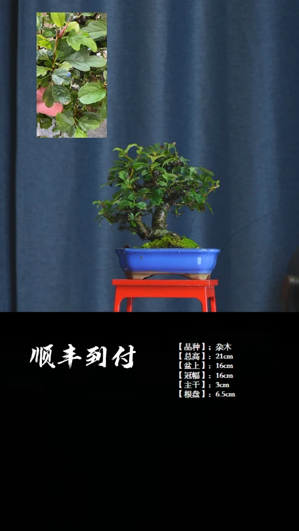 【闪购商品】1P272杂木bubaoyou