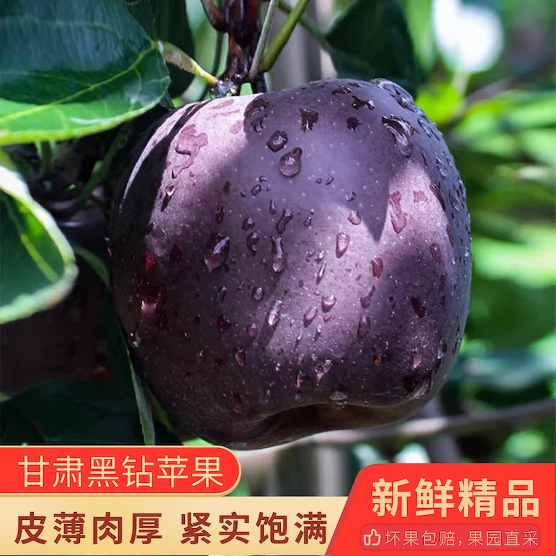 鲜果欢鲜果欢甘肃黑钻苹果黑卡先脆后面两重口感坏果包赔xm