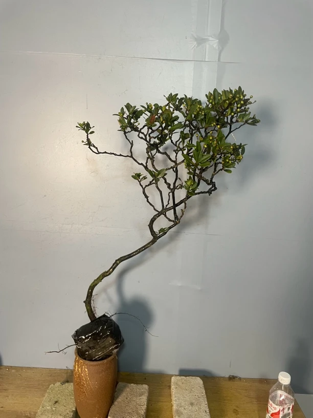 盆栽，栀子花，春花。