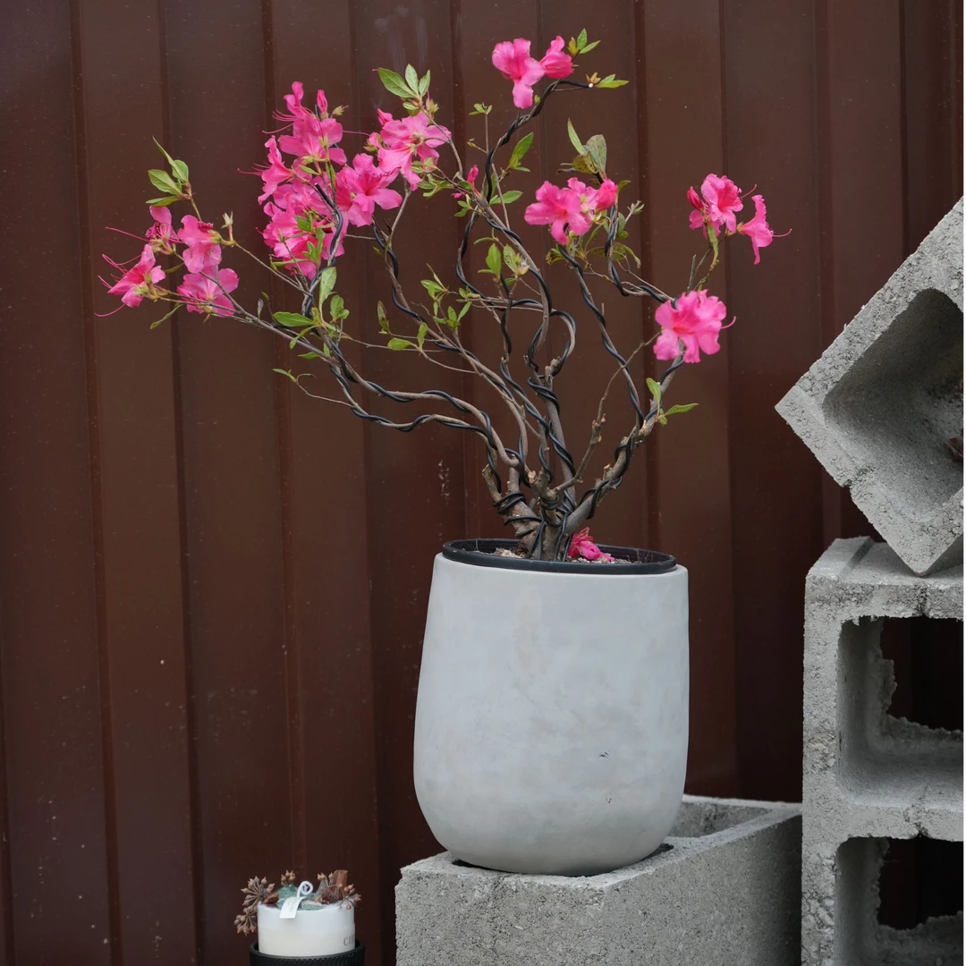 【四季杜鹃】老桩盆景造型素材室内室外花卉四季开花粉花好看好养