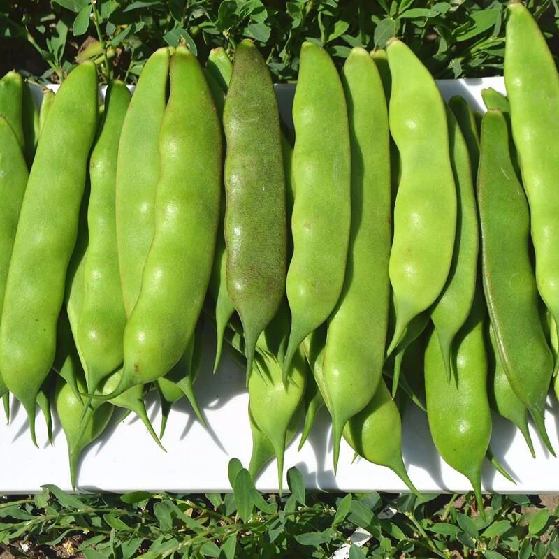 东北油豆角九月青开锅烂豆角应季蔬菜现摘现发