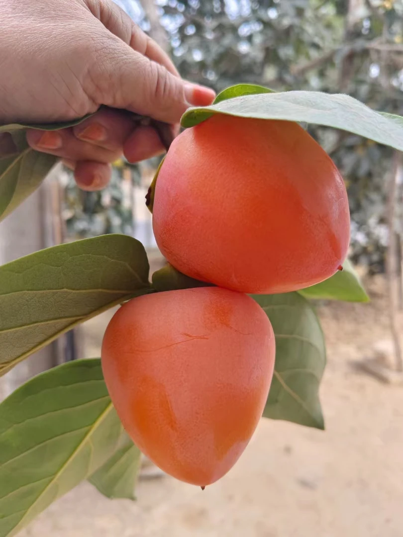 陕西富平高山尖柿子红了