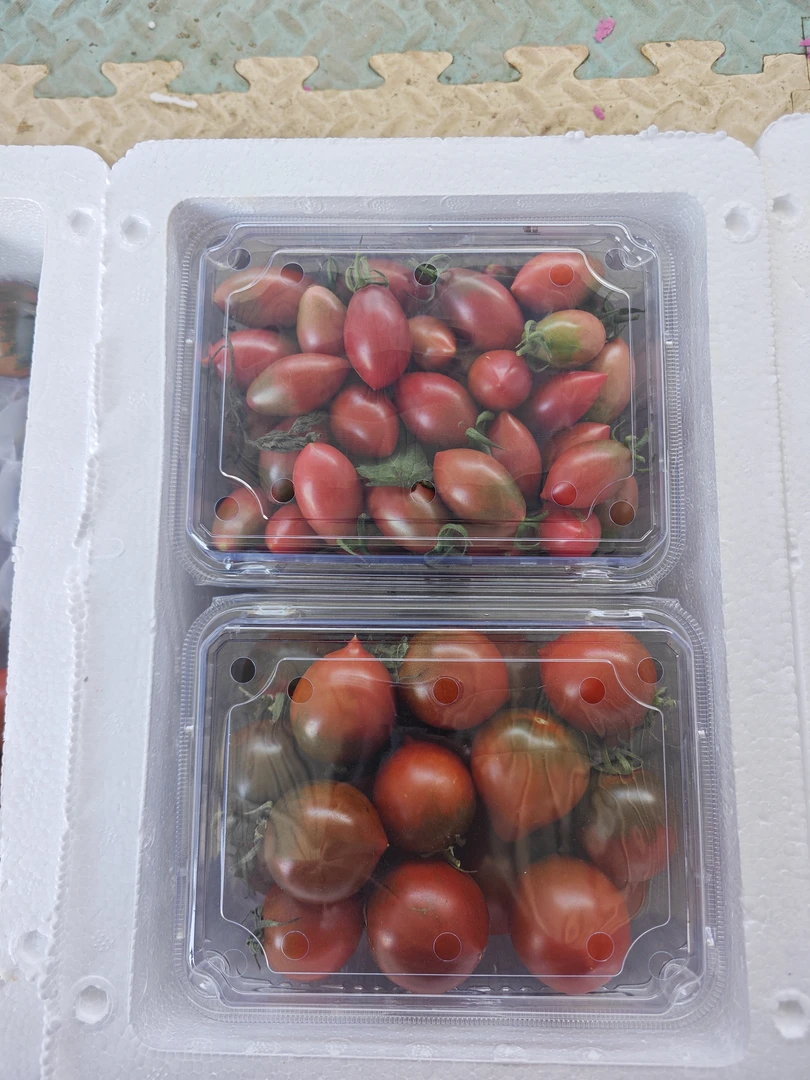 紫仙桃和紫弹头混装拍这个直播